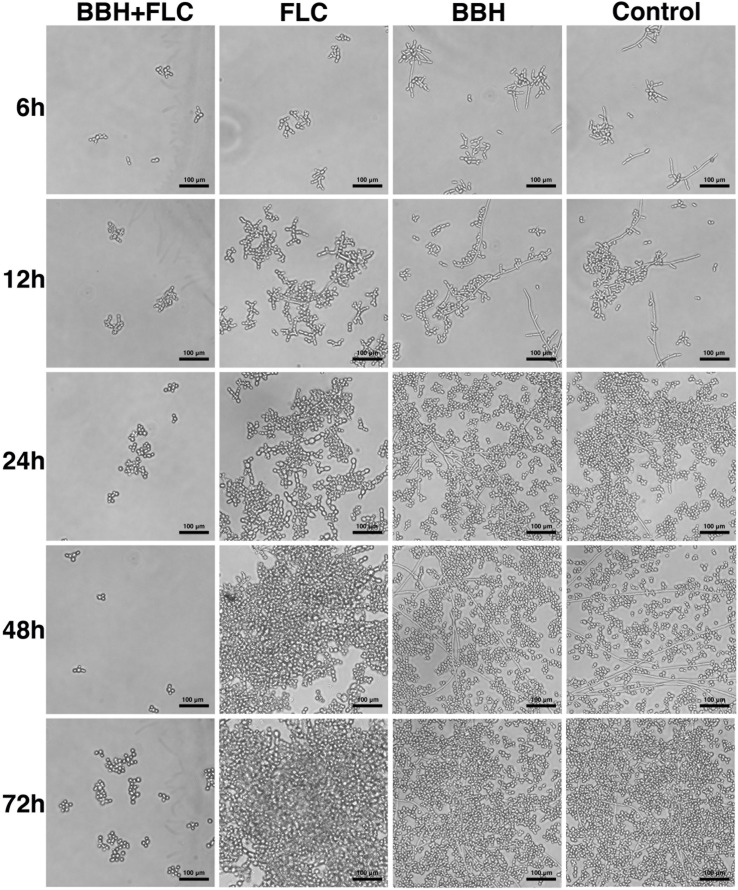 FIGURE 3