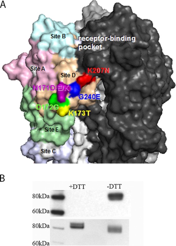 FIG 1