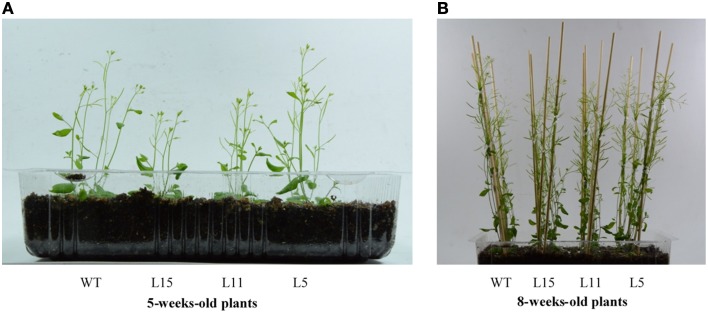 Figure 7