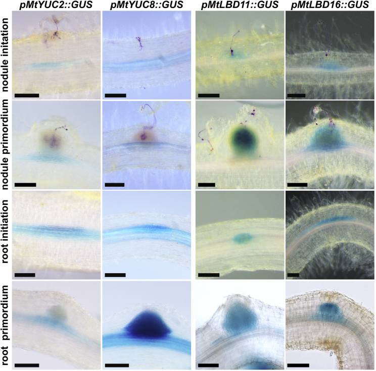 Figure 3