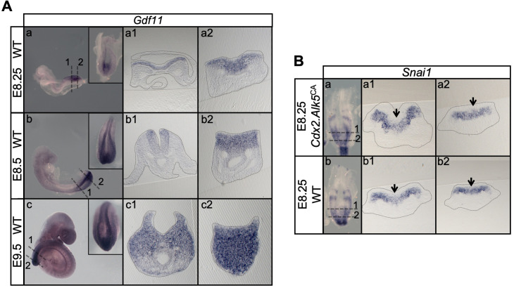 Figure 11.