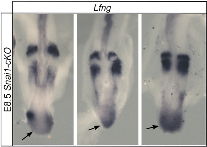 Figure 5—figure supplement 1.