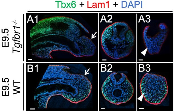 Figure 10—figure supplement 1.