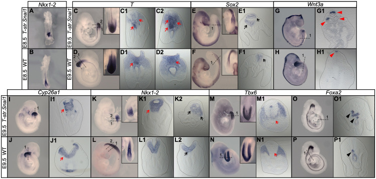 Figure 12.