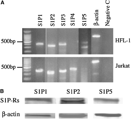 Figure 2.