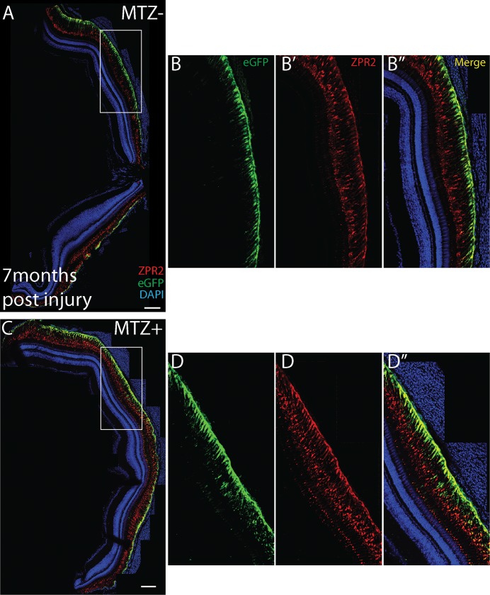 Fig 6