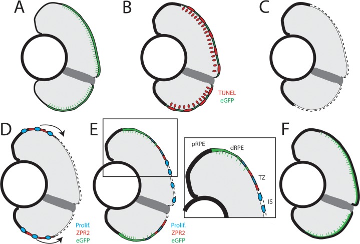 Fig 14