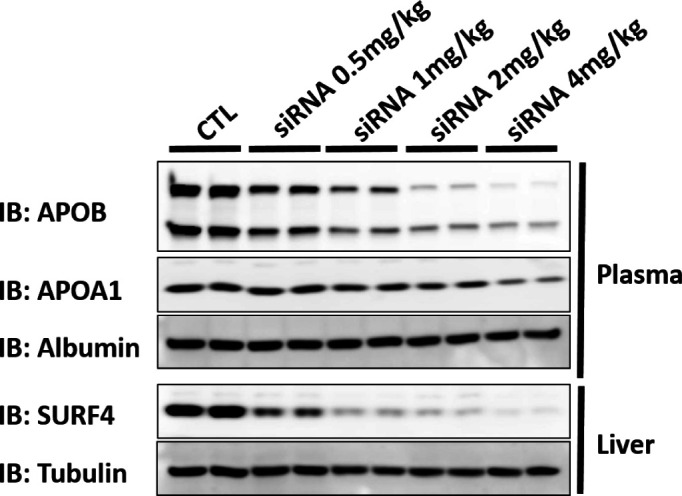 Figure 6—figure supplement 1.