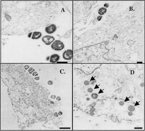 FIG. 5.