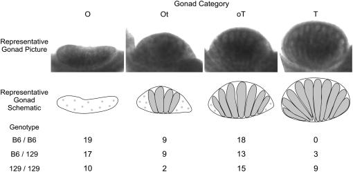 Figure 4.—