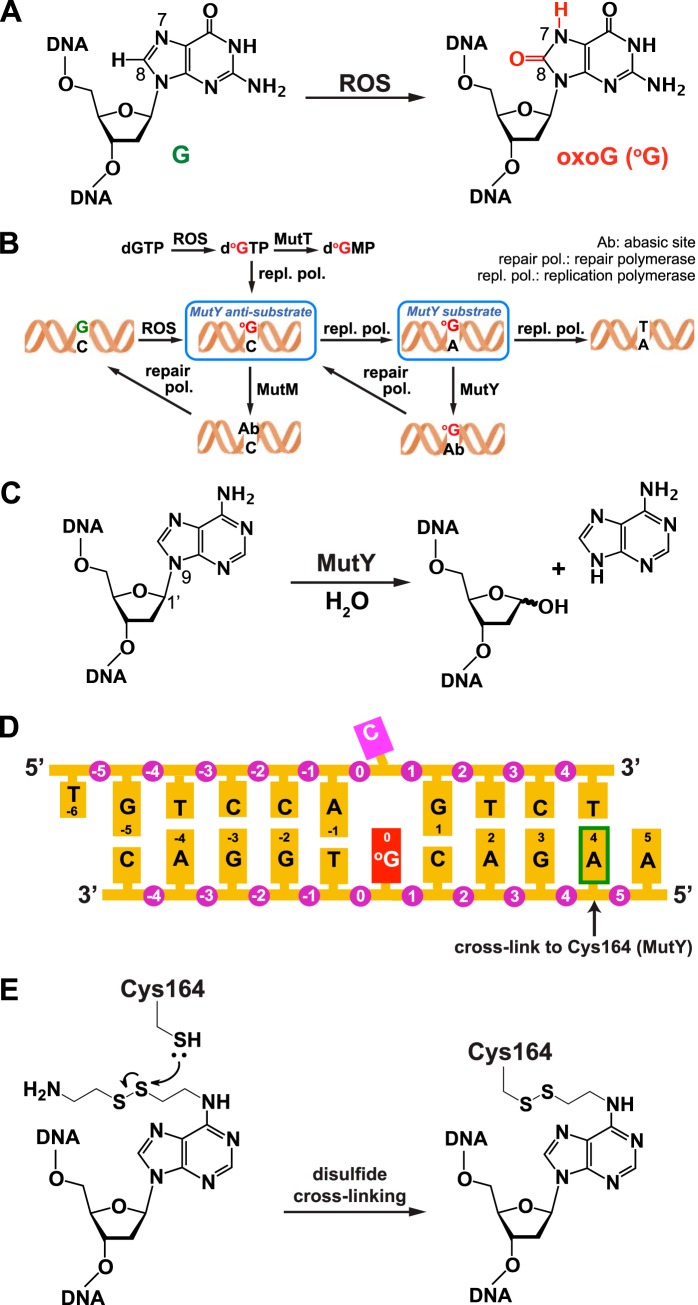 FIGURE 1.