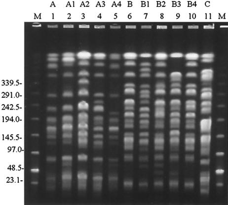 FIG. 1.