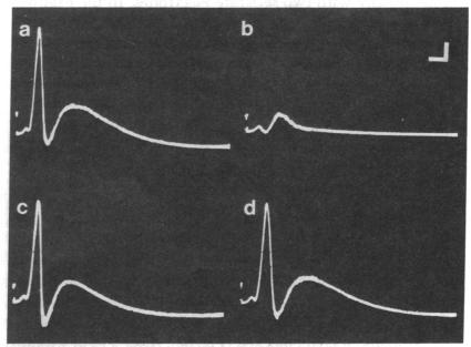 graphic file with name pnas00018-0468-b.jpg