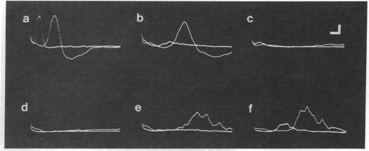 graphic file with name pnas00018-0468-a.jpg