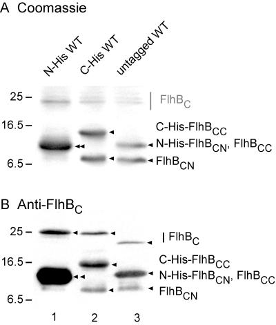 FIG. 3