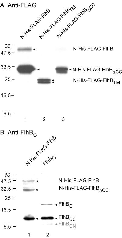 FIG. 6