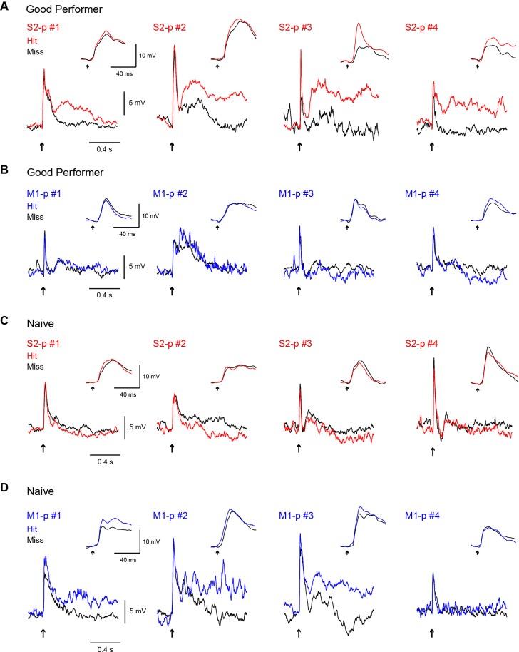 Figure 2—figure supplement 1.