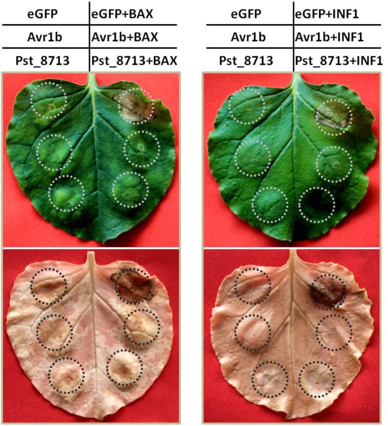 FIGURE 4