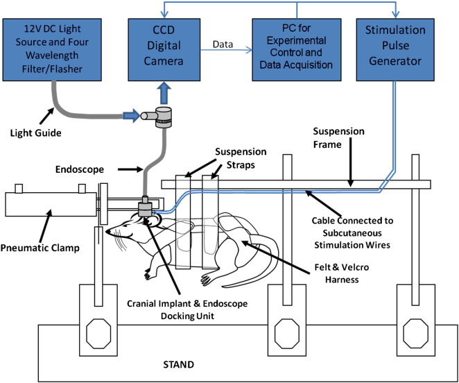 Fig. 1