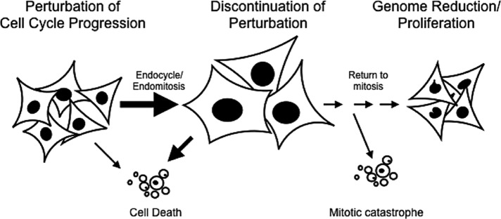 FIGURE 9: