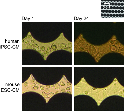 Fig. 2.