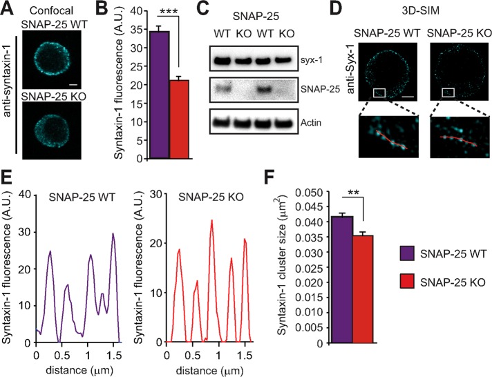 FIGURE 5: