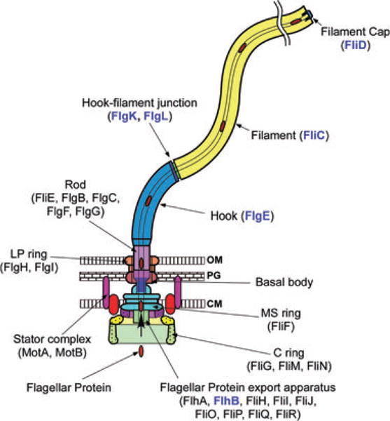Fig. 1