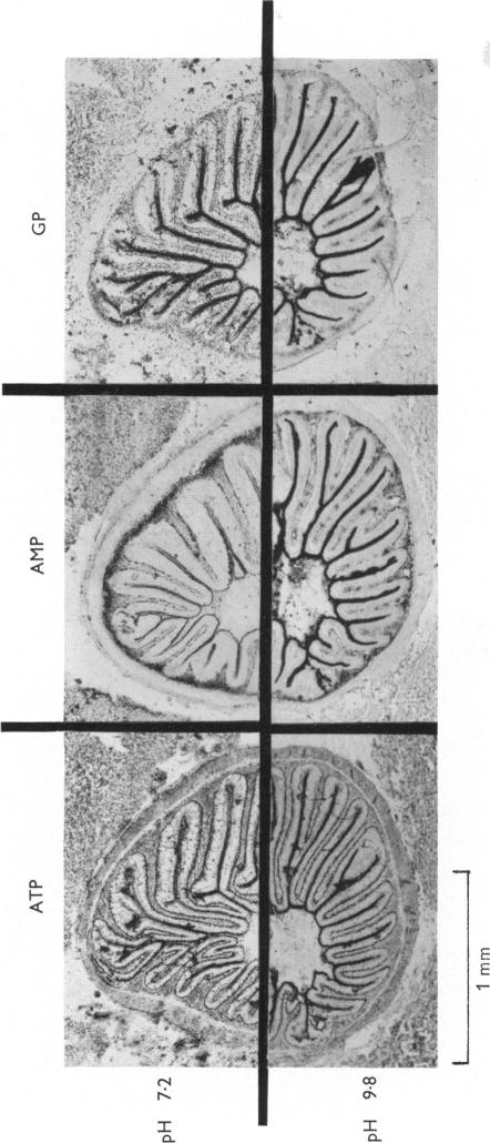 Plate 2