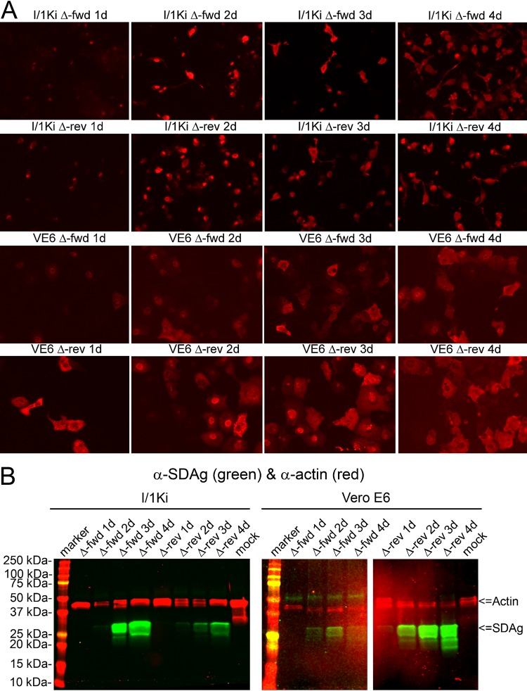 FIG 3