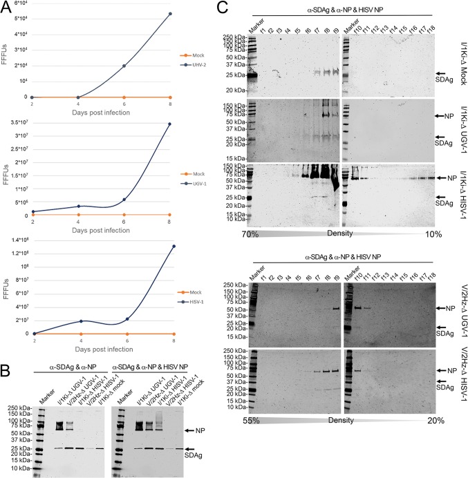 FIG 6