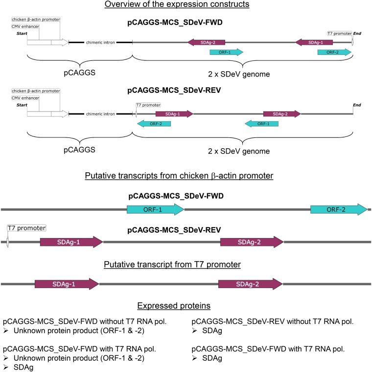 FIG 2