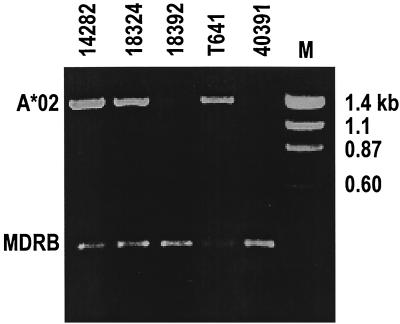 FIG. 1