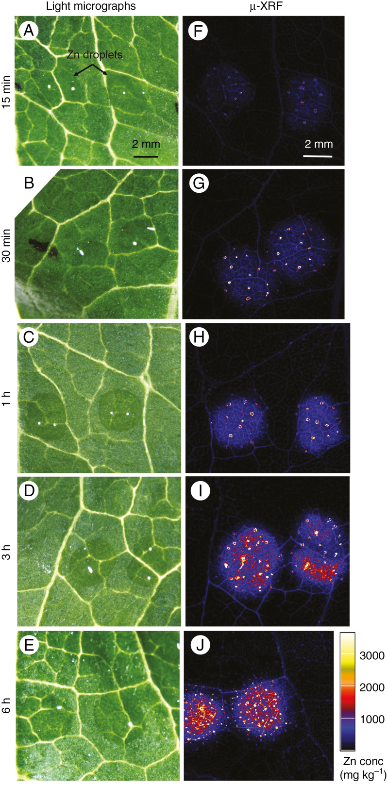 Fig. 2.