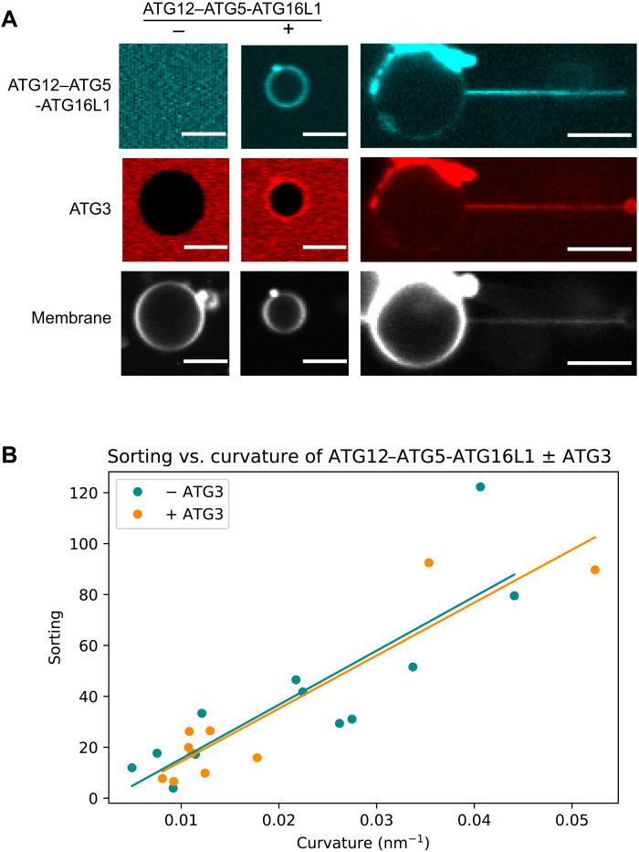 Fig. 3.