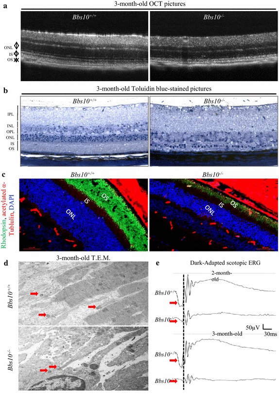 Fig. 3