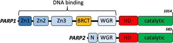 Figure 1: