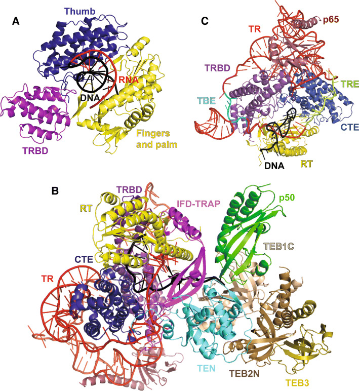 Fig. 7