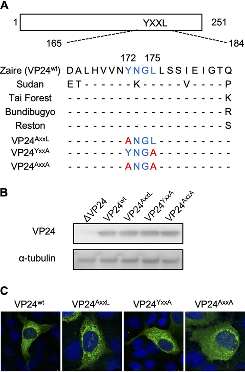 FIG 1