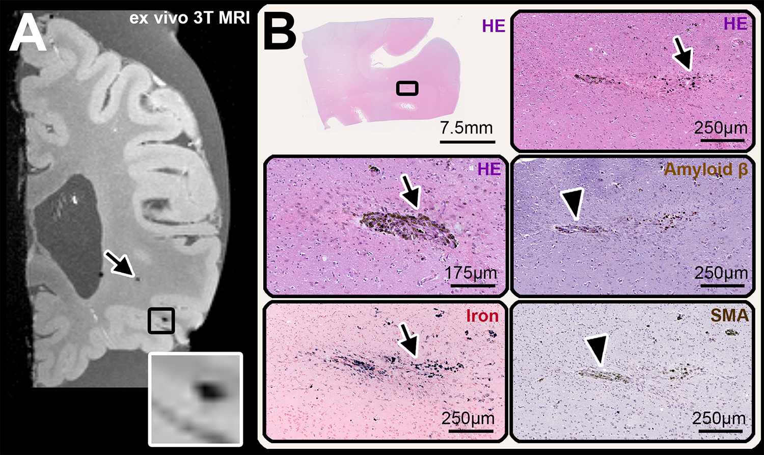 FIGURE 5: