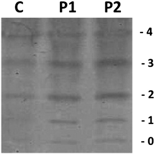 Fig. 2