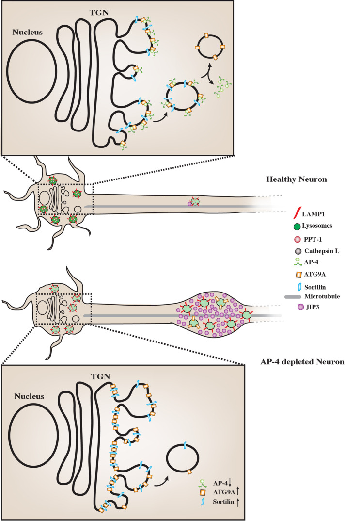 FIGURE 6: