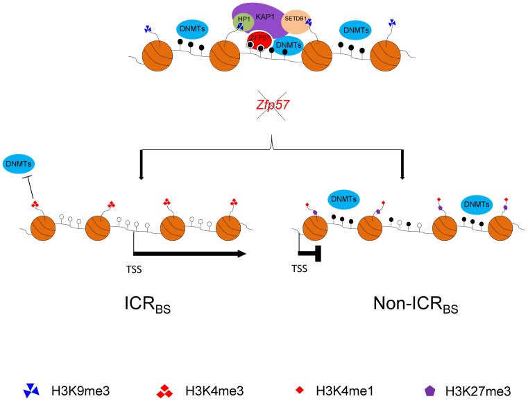 Figure 7.