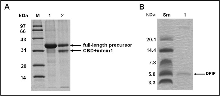 Fig. 5