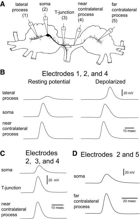 FIG. 2.