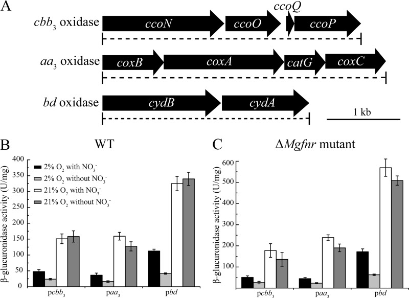 FIG 1