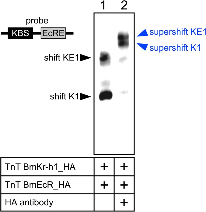 Fig. S2.