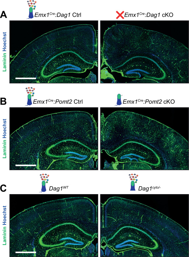 Figure 2—figure supplement 2.