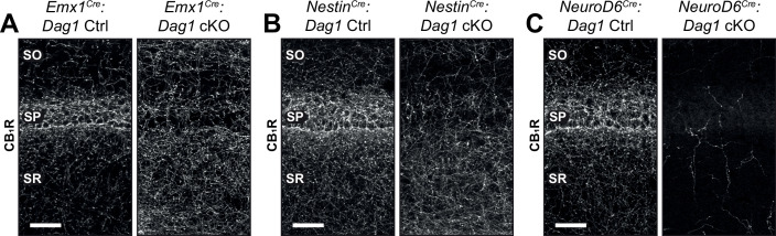 Figure 3—figure supplement 1.