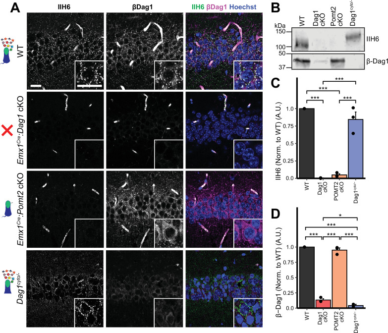 Figure 1—figure supplement 2.