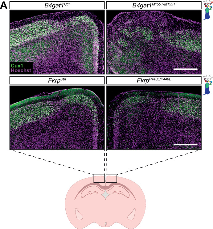 Figure 2—figure supplement 1.